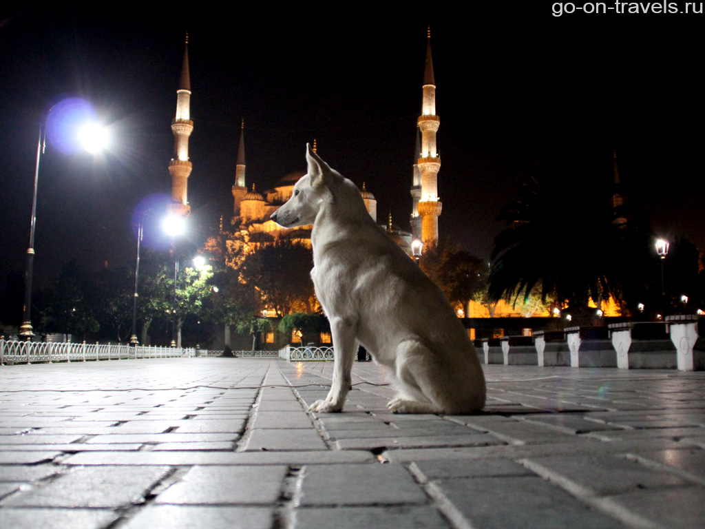 Достопримечательности Стамбула. Собаки